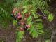 Herbal Remedies For Breast Cancer 